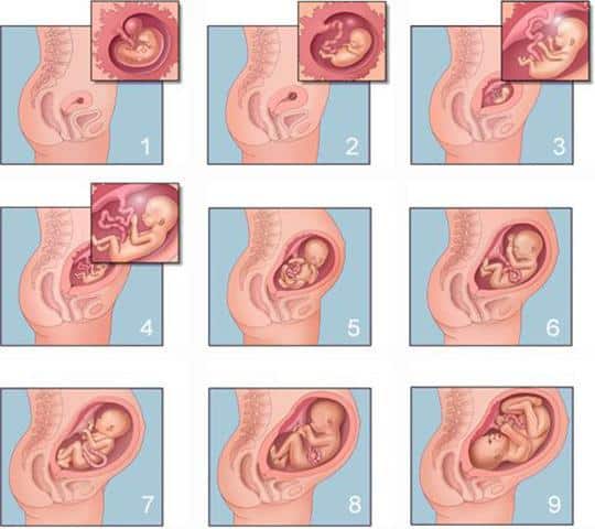 Desarrollo del bebé mes a mes en el embarazo en imágenes